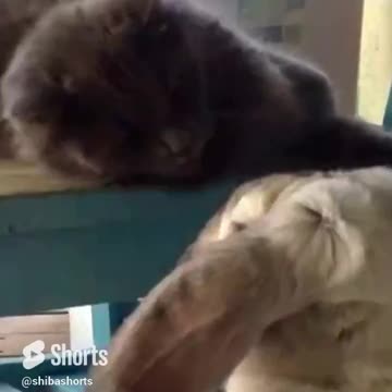 He messed with the cat and found out