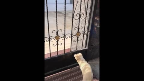 Dog Fails Funny Comp