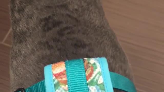 Grey dog in blue harness opens door