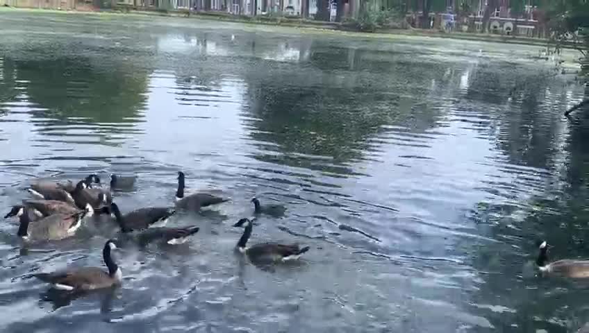 London Birmingham park video