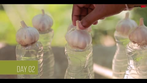 Garlic Growing in Plastic Bottles