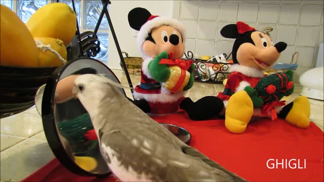 Cockatiel Singing Jingle Bells