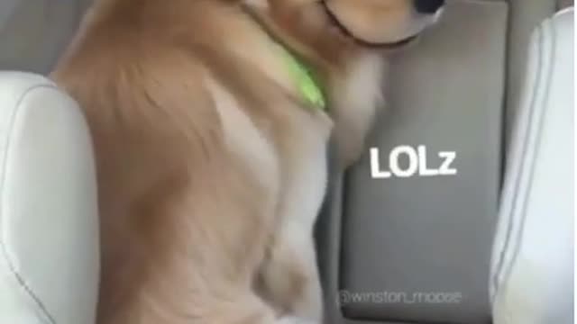 Hilarious Dog and Cat Cuteness Compilation
