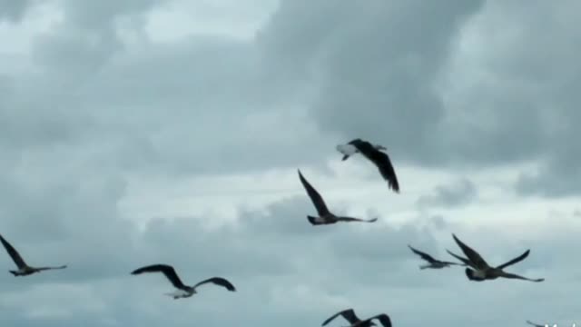 flight of seagulls on the beach Brazil