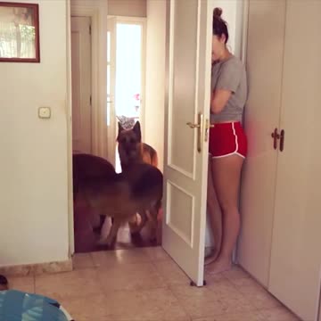 Animals playing hide and seek with their owners/Animais brincando de esconde-esconde com os donos