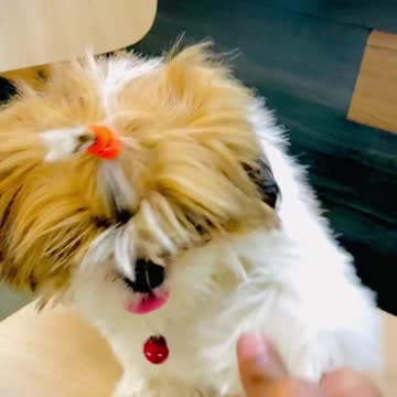 Episode #52 Pet Mass Entry Viral Video 04