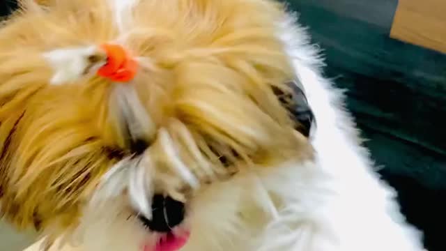 Episode #52 Pet Mass Entry Viral Video 04