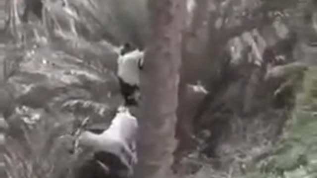 The laws of physics have been broken by this goat !