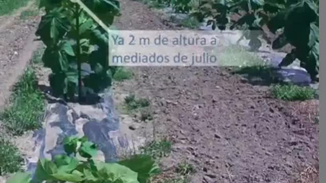 Crecimiento de arbolitos de kiris.org durante 1er año * cámara rápida