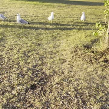 Seagulls compete