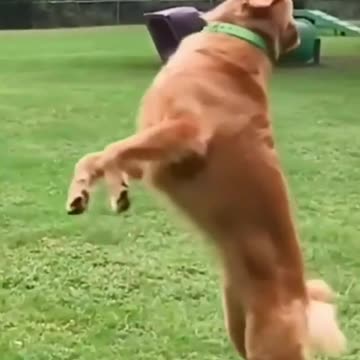 Slow mo of dog cat hing a ball