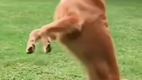 Slow mo of dog cat hing a ball