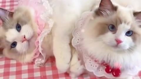 Aww cute cat videos funny Vol1❤️ Cat Cash Compilation chines💚 Tiktok Cat Meow #cat #shorts