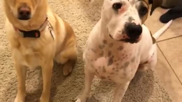 Brown dog and white dog sitting on carpet with drawn on eyebrows