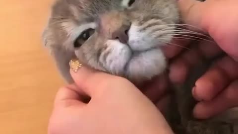 Cute cat massage lovely