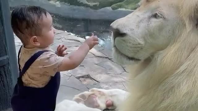 Baby playing with a lion in zoo