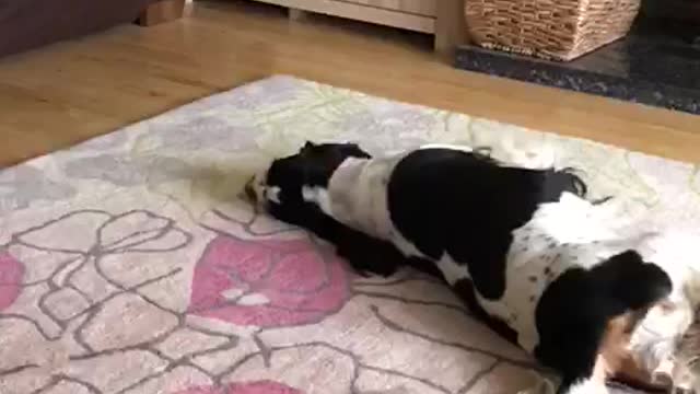 Funny Dog Entertains Its Owner By Rolling Around On The Carpet