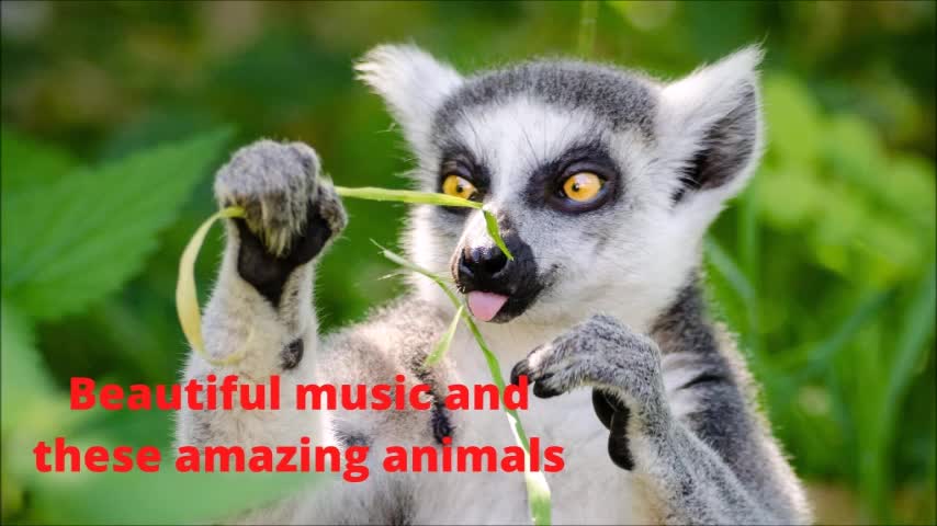 Beautiful music and these amazing animals