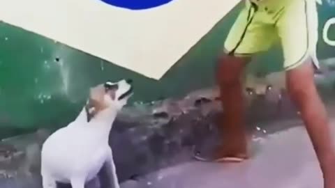 FUNNY DOG DANCING TO BRAZILIAN RYTHM