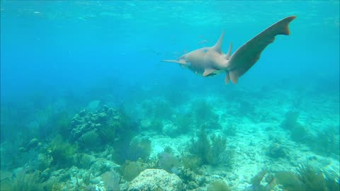 Nurse Shark at Mary Creek, St John USVI