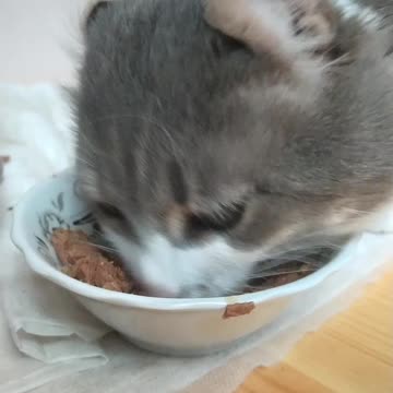 My cat eats