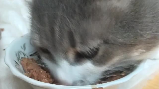 My cat eats