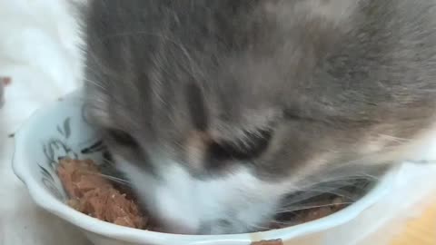 My cat eats