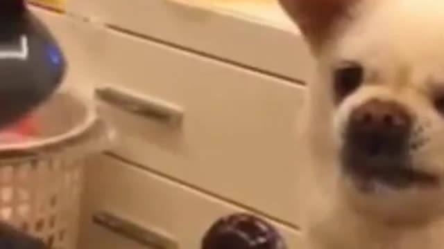 funny cats and dogs