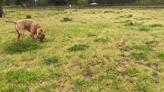 German Shepard Mix Attacks Pitbull - Biggest Fight Between Two Dogs