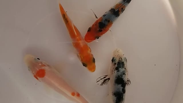 Beautiful Japanese koi fish Imported from Singapore