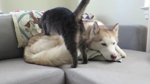 Cat gives this husky a massage before settling down for a nap