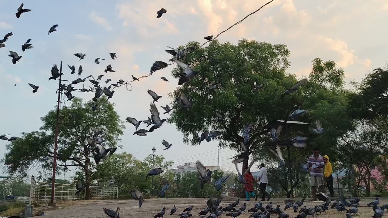 Say Hello to Pigeons