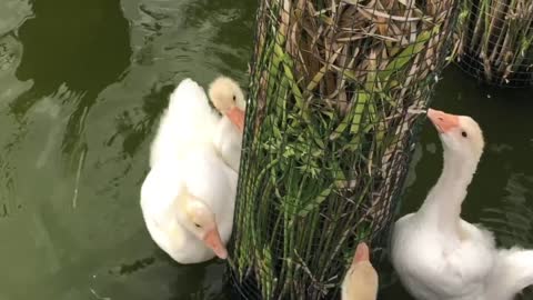 Baby Geese Swimming and Eating