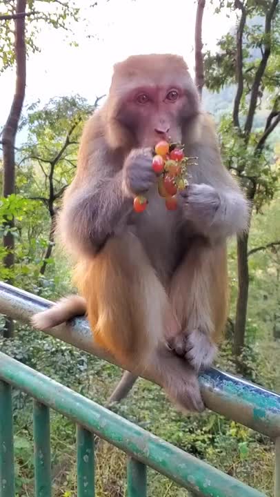 Eating Grapes Funny Monkey Videos - A Funny Monkeys Compilation 2022