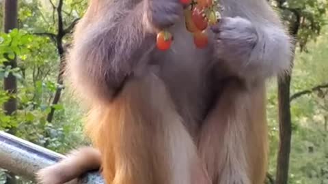 Eating Grapes Funny Monkey Videos - A Funny Monkeys Compilation 2022