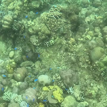 Witnessing Ocean Renewal: Snorkeling on a Healing Reef