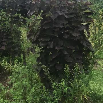 Ruby Falls Weeping Refbuds at Highland Hill Farm in fountainville pa call us at 215 651 8329