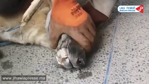 Dog saved by man's