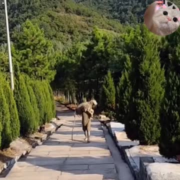 Raising a dog is also very easy 😑😑😑