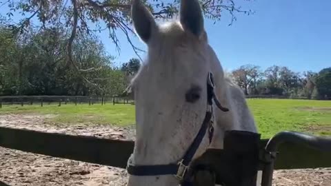 Horse video 7