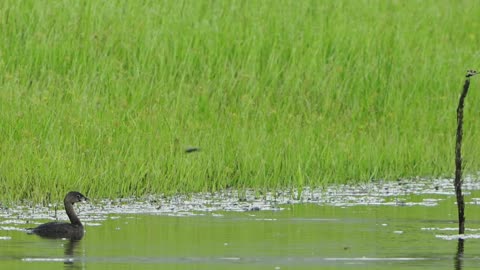 New species: Pied-billed Grebe: 9-12-2024