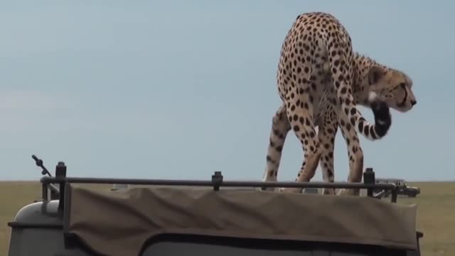 Animals VS cars