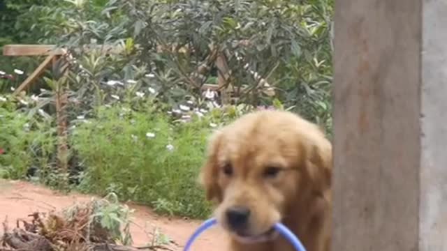 lovely and clever dog video