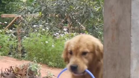 lovely and clever dog video