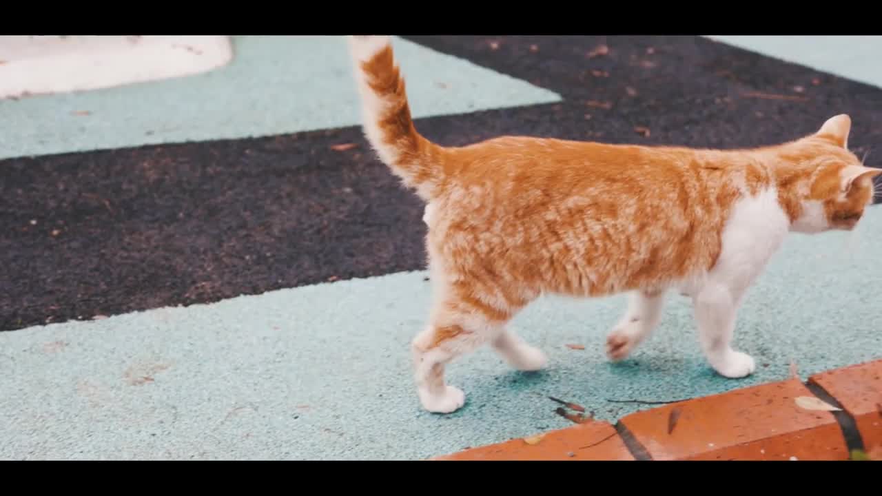 Cute and adorable cats you can't reject.