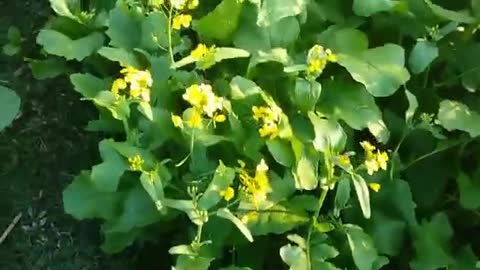 How Butterflies animal in the sit flowers