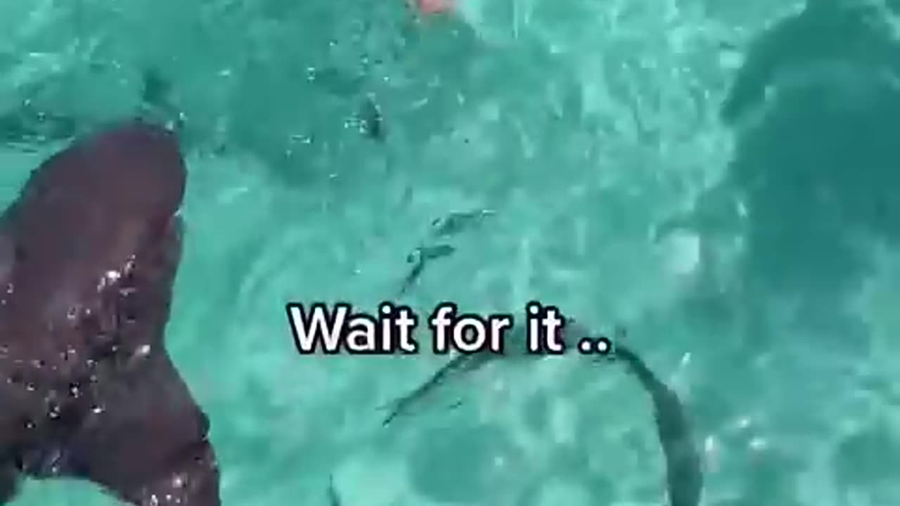 A Little Shark Video