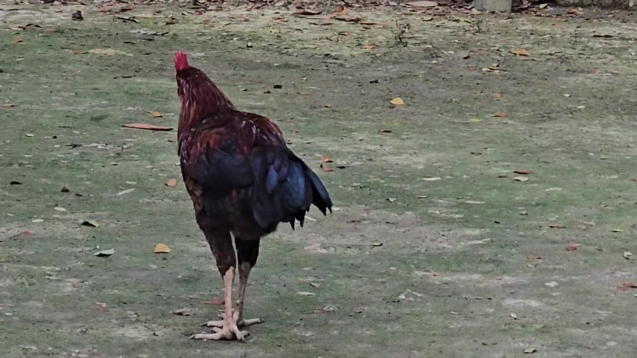 Chicken funny videos