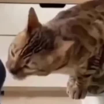 3.Cute Cats 😍😍😻😻😸#shorts #funnycats #animalsshorts