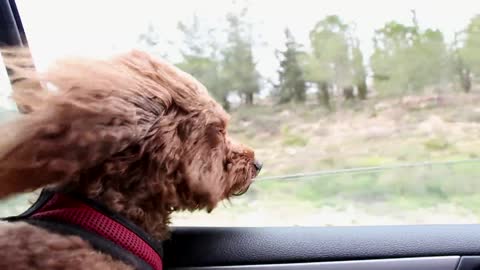 The beautiful dog is relaxing in the car 2021